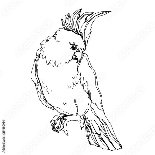 Vector Sky bird cockatoo in a wildlife isolated. Black and white engraved ink art. Isolated parrot illustration element.
