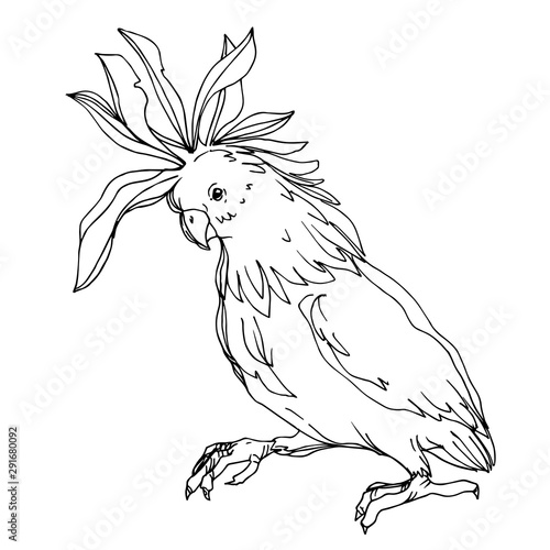 Vector Sky bird cockatoo in a wildlife isolated. Black and white engraved ink art. Isolated parrot illustration element.