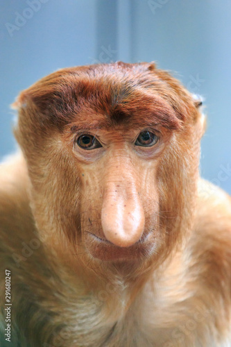 Beautiful close up portrait of the proboscis monkey (Nasalis larvatus) or long-nosed monkey aka the bekantan in Indonesia photo