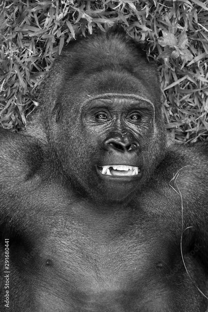 Beautiful close up of a big alpha male silverback  western lowland gorilla playing in a field in black and white