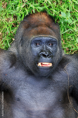 Beautiful close up of a big alpha male silverback  western lowland gorilla playing in a field