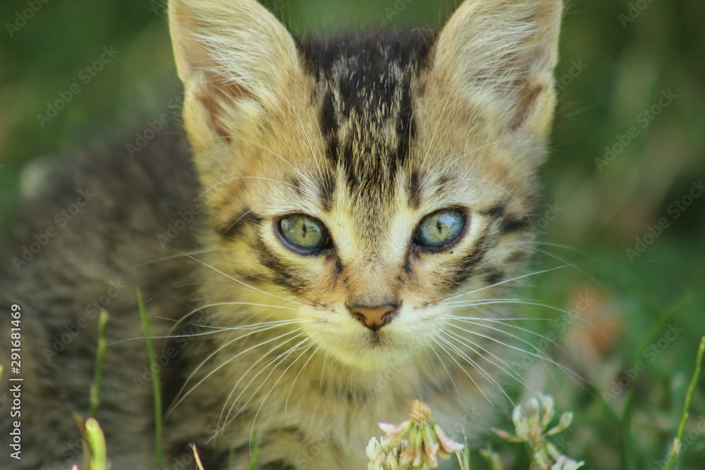 Fototapeta premium chaton prise 1