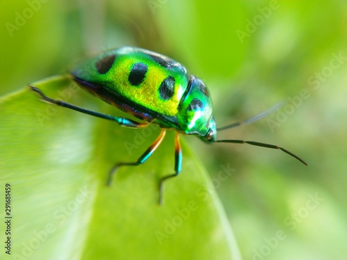 bug on leaf © joker