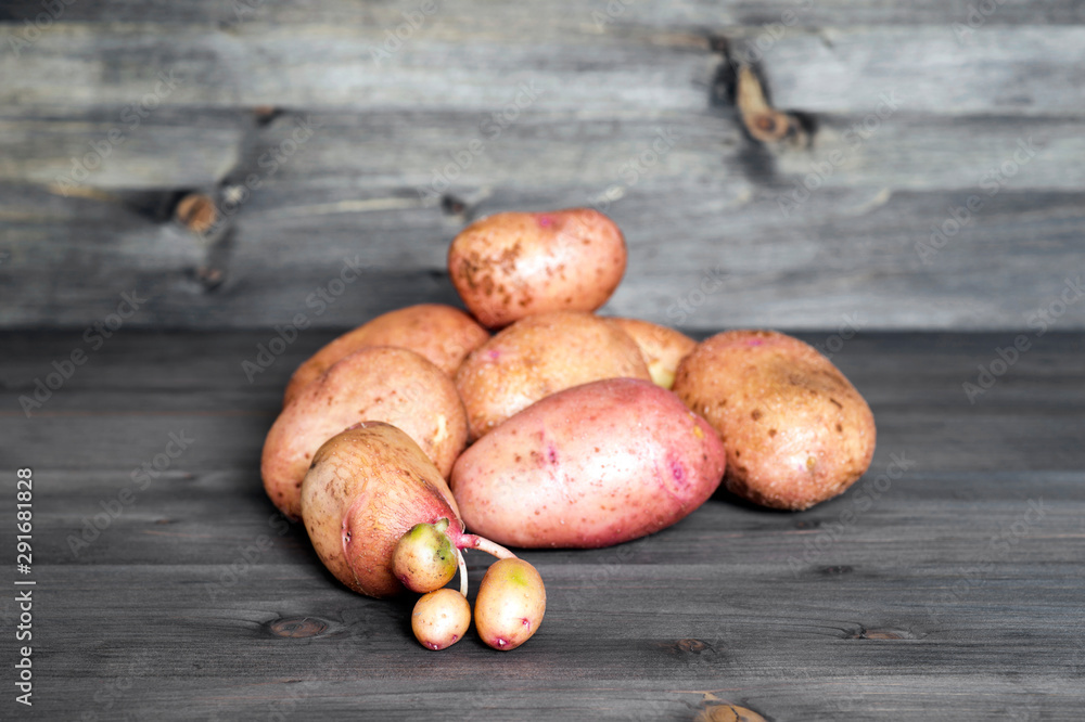 One potato with germinated embryos on the background of a pile of potato tubers of standard configuration One potato with germinated embryos on the background of a pile of potato tubers of standard configuration