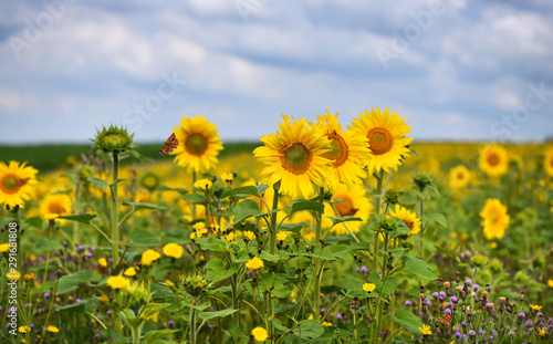 Sunflower field against a background of blue sky with clouds