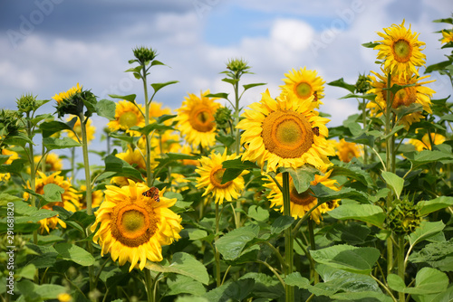 Sunflower field against a background of blue sky on a sunny day