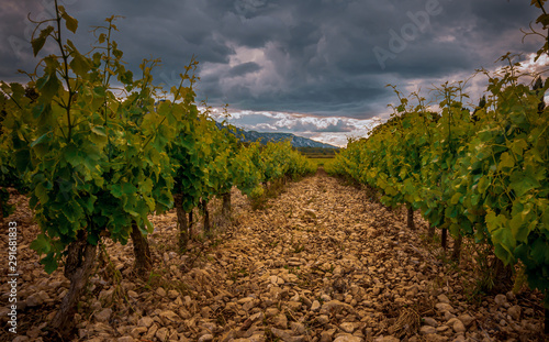 vinyard in the south of France Provence , with stormy skys,