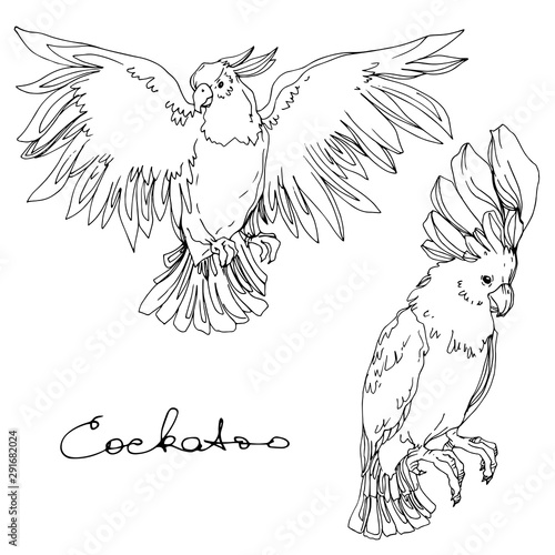 Vector Sky bird cockatoo in a wildlife isolated. Black and white engraved ink art. Isolated parrot illustration element.