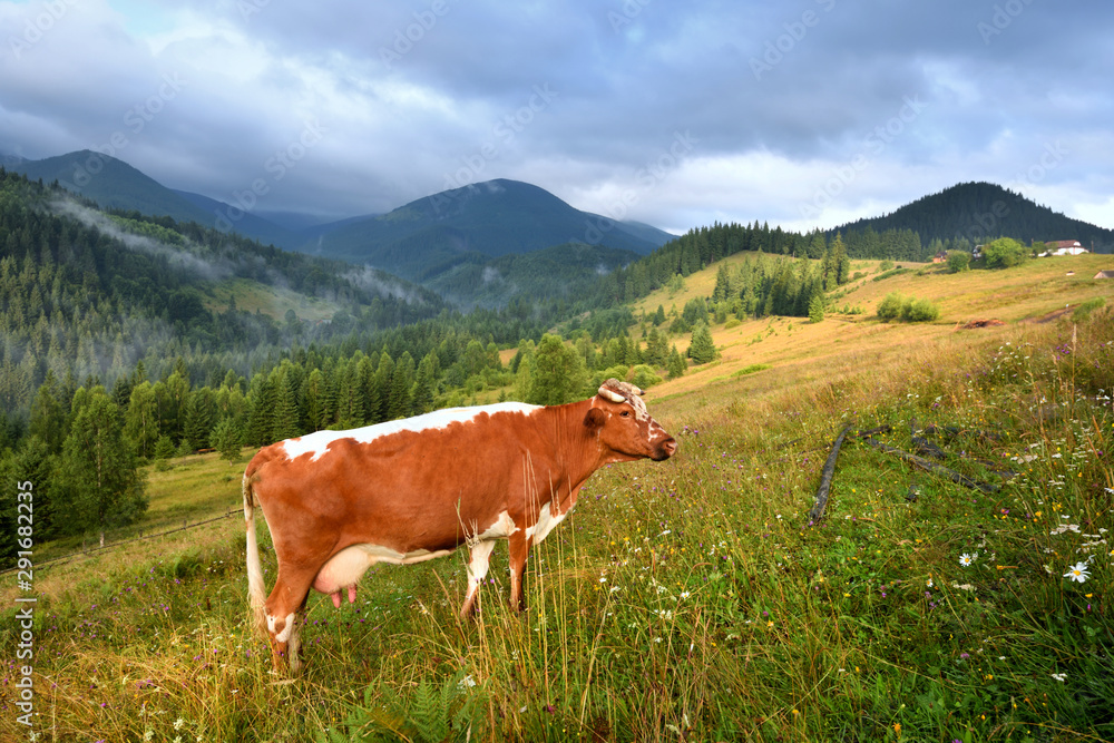 Brown cow with a white pattern on a mountain pasture. Foggy morning in the Carpathians Brown cow with a white pattern on a mountain pasture. Foggy morning in the Carpathians