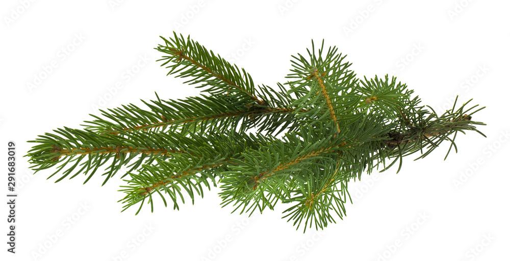 Christmas tree branch isolated on white background Christmas tree branch isolated on white background