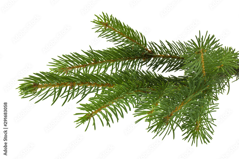 Christmas tree branch isolated on white background Christmas tree branch isolated on white background