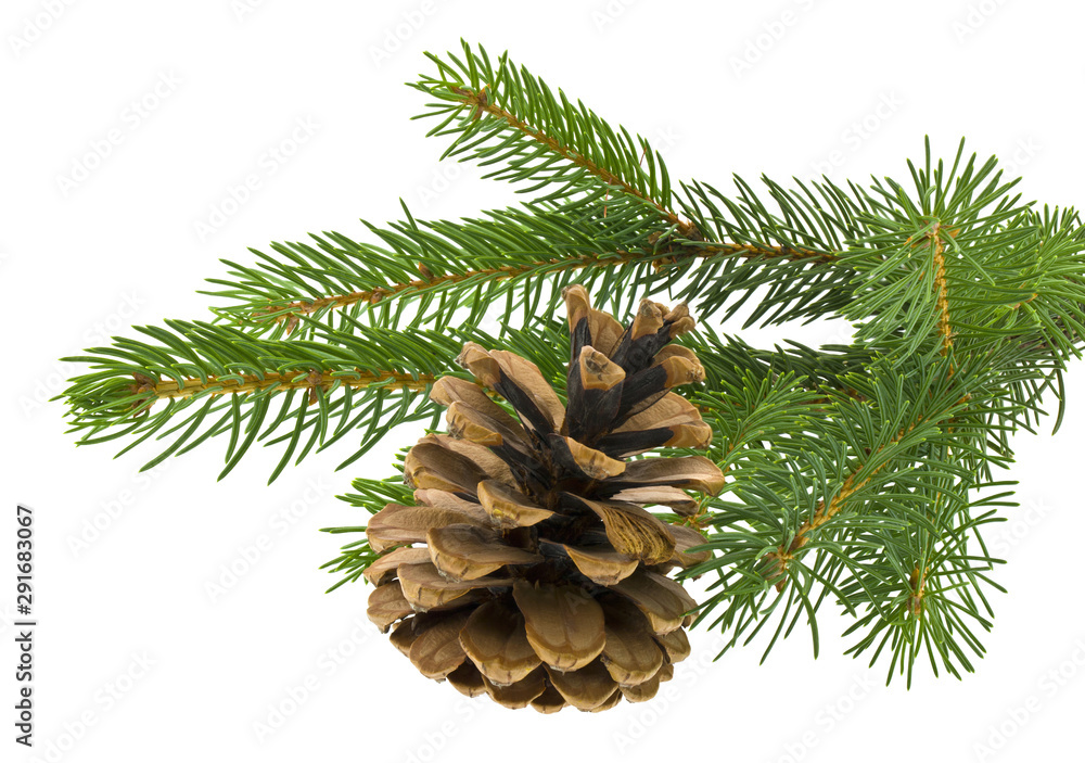 Christmas tree branch with a cone isolated on white background Christmas tree branch with a cone isolated on white background