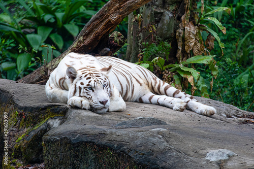 Fototapeta Naklejka Na Ścianę i Meble -  White Tiger