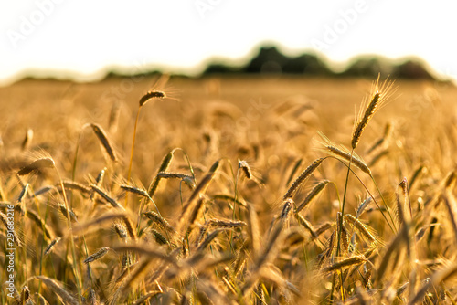Getreide auf einem Feld vor der Ernte