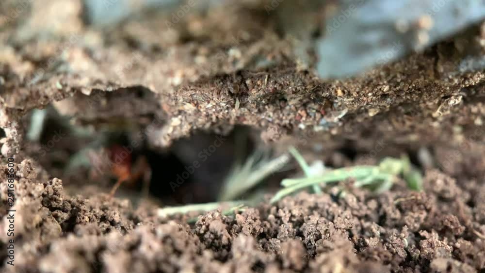 Red ants building the anthill under the ground, macro.