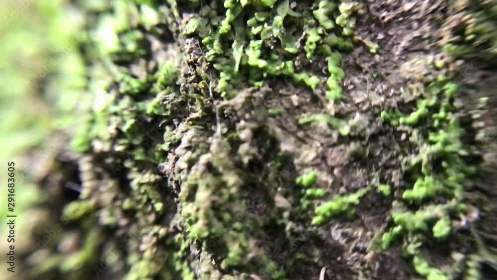 ant macro slow slowrecord slowmotion nature animal wildlife ants moving tree green wood micro ninimallife naturallife earht ant macro slow slowrecord slowmotion nature animal wildlife ants moving tree green wood micro ninimallife naturallife earht