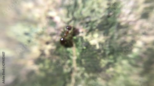 ant macro slow slowrecord slowmotion nature animal wildlife ants moving tree green wood micro ninimallife naturallife earht photo