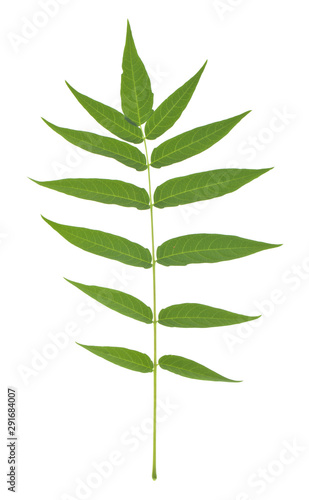 Green leaves isolated on white background