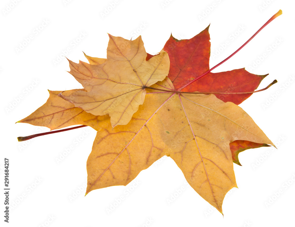Autumn maple leaves isolated on white background Autumn maple leaves isolated on white background