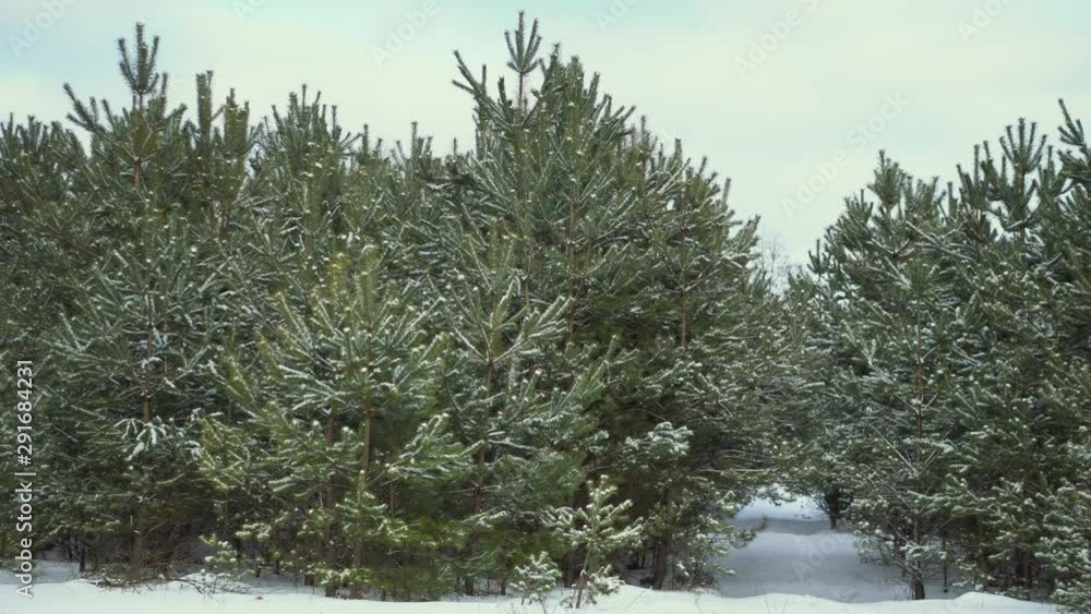 Winter landscape in a snowy forest among the trees and snowdrifts. New Year, Christmas theme. Stock video of the cold season Winter landscape in a snowy forest among the trees and snowdrifts. New Year, Christmas theme. Stock video of the cold season