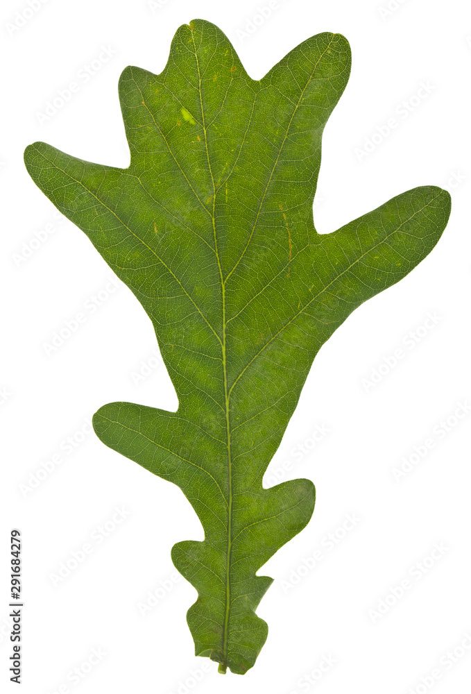 Fototapeta premium Green oak leaves isolated on white background