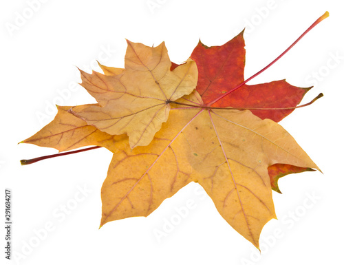 Autumn maple leaves isolated on white background