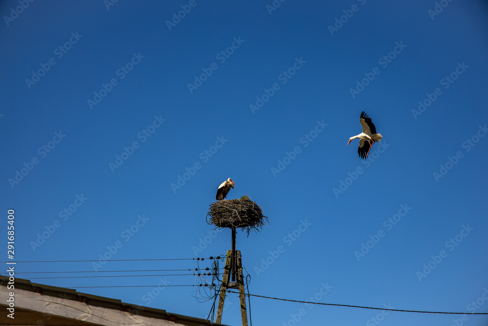 free birds storks on a background of the blue sky in flight fighting for gniazo in the spring free birds storks on a background of the blue sky in flight fighting for gniazo in the spring