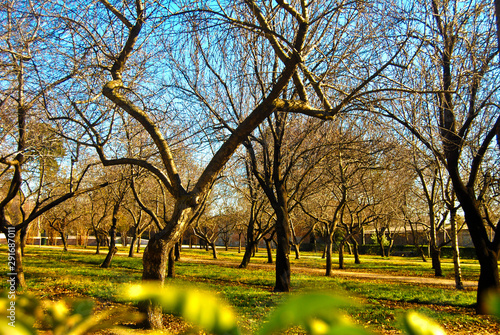 Árboles desnudos del invierno de Madrid