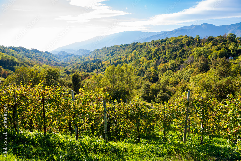 Vineyards in Valdobbiadene Vineyards in Valdobbiadene