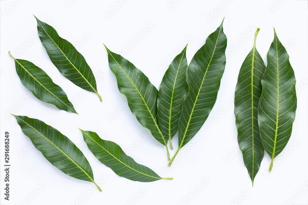 Top view of mango leaves on white