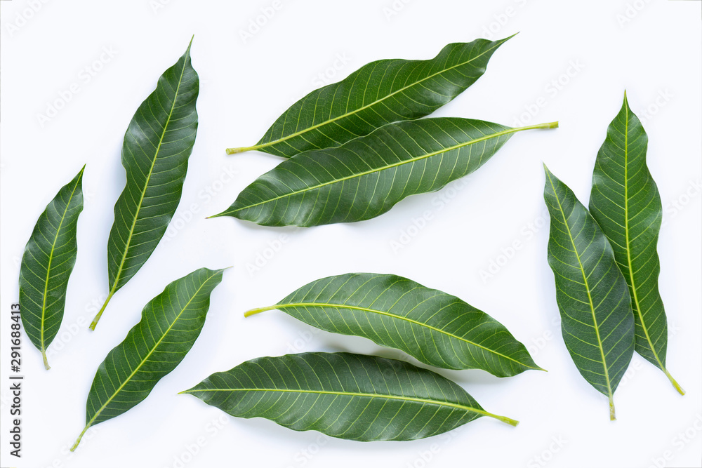 Fototapeta premium Top view of mango leaves on white.