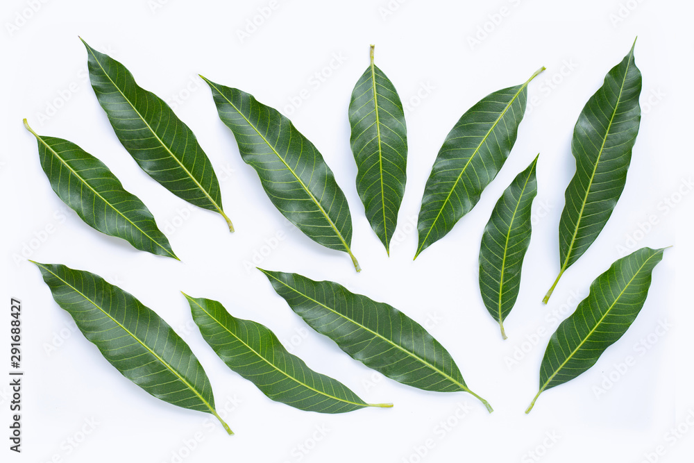 Fototapeta premium Top view of mango leaves on white