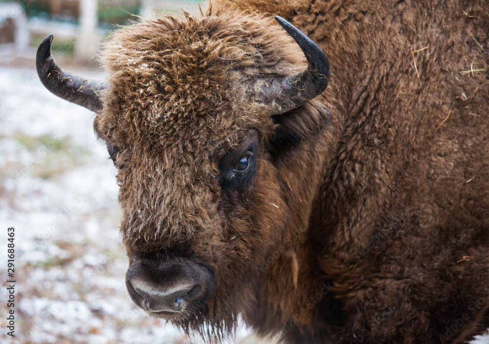 Obraz premium Portrait of Large brown wisent or european brown bison with big horn and brown eyes in the winter forest.