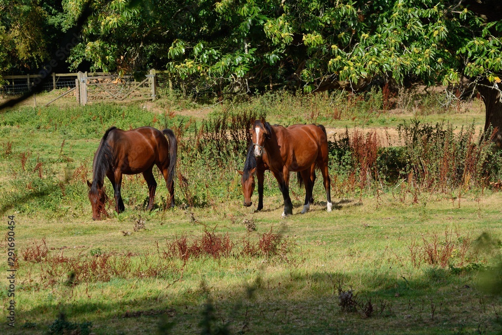 3 bay horses grazing in an English field