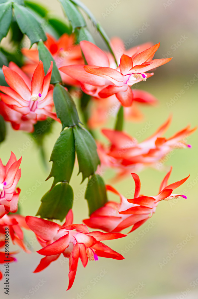 Fototapeta premium Blooming houseplant Christmas cactus Schlumbergera. Close up.