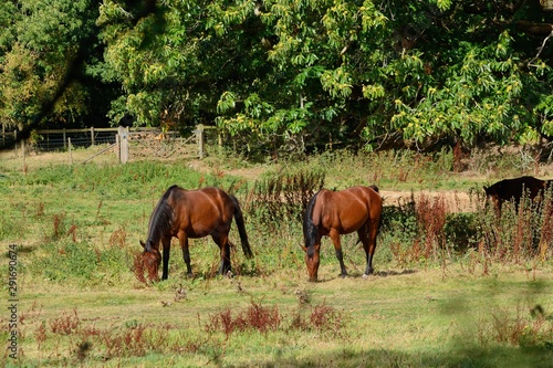 2 bay horses grazing in an English field