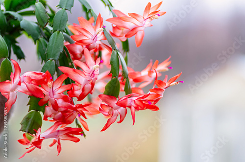 Blooming houseplant Christmas cactus Schlumbergera. Close up. photo