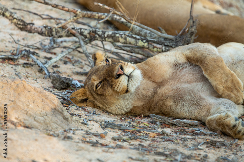 Pride of lions awakening from their rest Pride of lions awakening from their rest