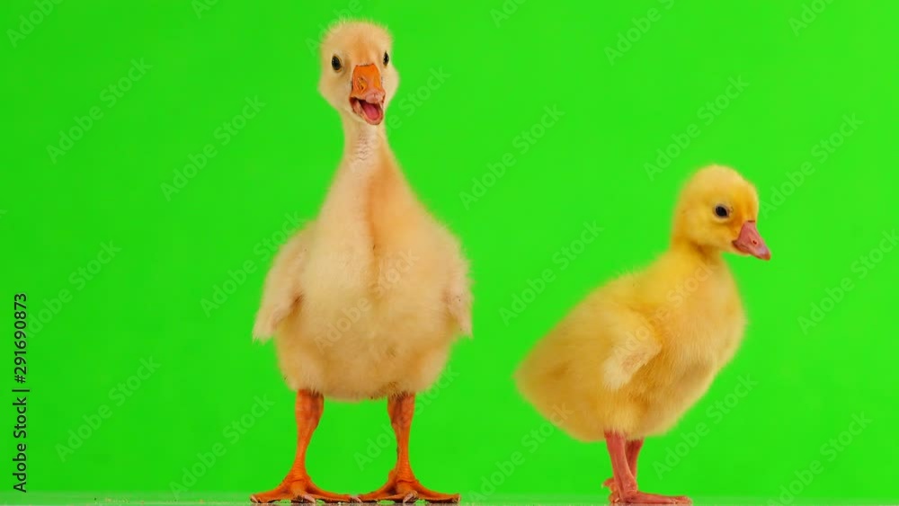 Little yellow goslings on a green screen. Little yellow goslings on a green screen.