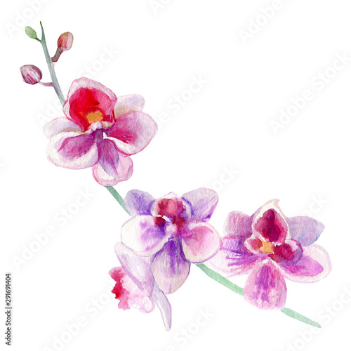 Fototapeta Naklejka Na Ścianę i Meble -  Orchid flowers watercolor hand drawn botanical illustration isolated on white background, decorative branch for design pattern, package cosmetic, greeting card, wedding invitation, beauty salon