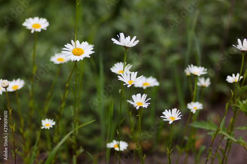  Meadow with green grass and white daisy flowers. Selective focus, blurred background