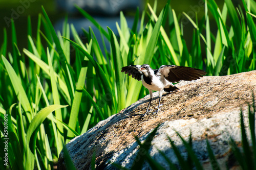 Magpie Lark also known as a Pee Wee photo