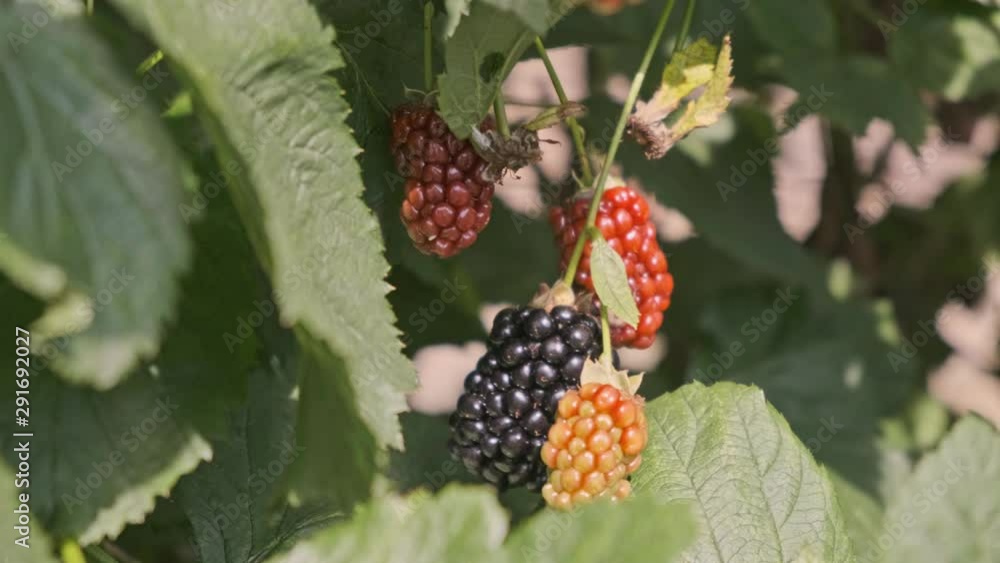 Three blackberries on tree in orchard. Organic blackberries farm. Handheld close up view. Three blackberries on tree in orchard. Organic blackberries farm. Handheld close up view.