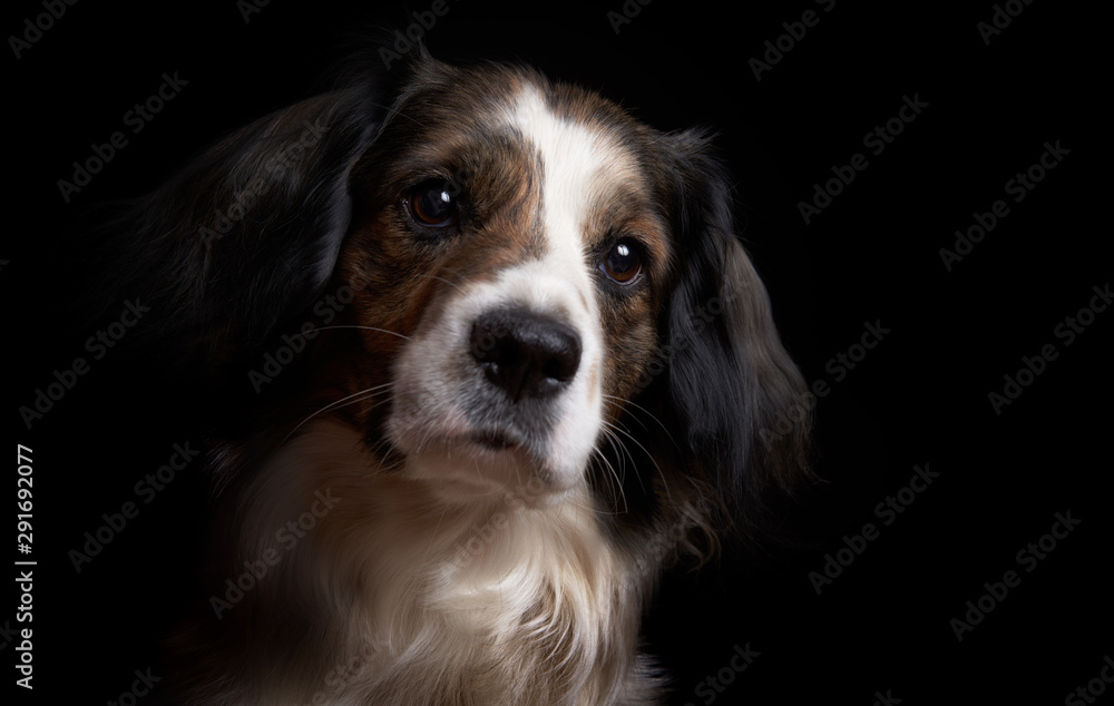 Portrait of a dog on a completely black background. Portrait of a dog on a completely black background.