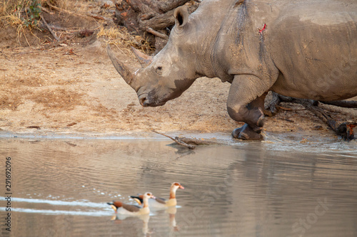 A large dominant male white rhino covered in mud drinking water