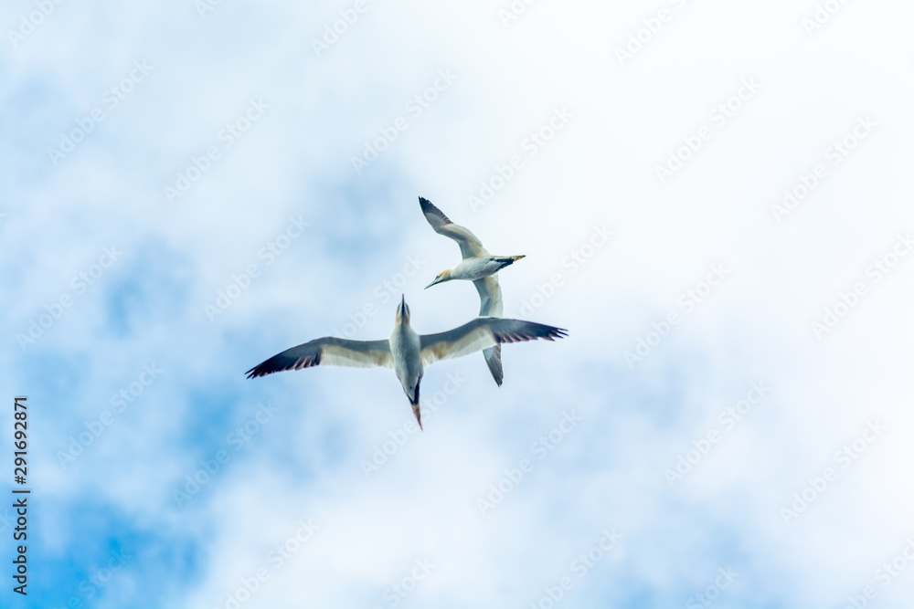 Obraz premium Fou de bassan