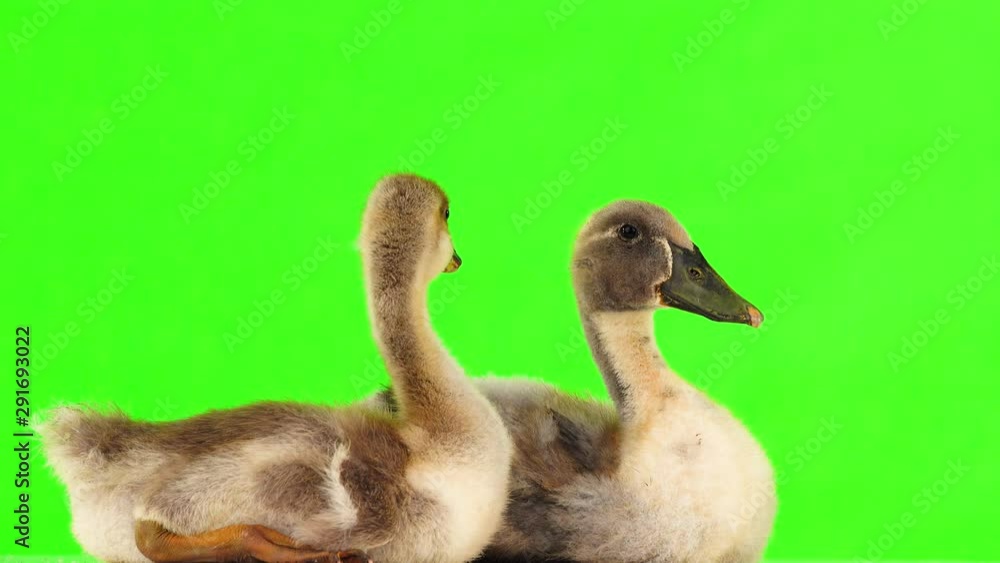 duckling and gosling on the green screen duckling and gosling on the green screen