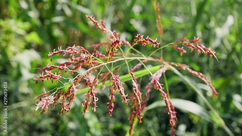 Purple johnsongrass ,sorghum halepense photo