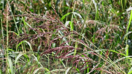 Johnsongrass ,sorghum halepense photo