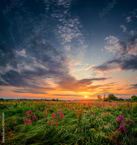 Beautiful sun set landscape with a wild field full of purple flowers and green grass. Sunset cloudy sky above meadow.pe.